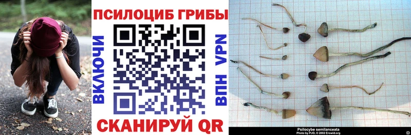 Псилоцибиновые грибы Psilocybine cubensis  Дигора 